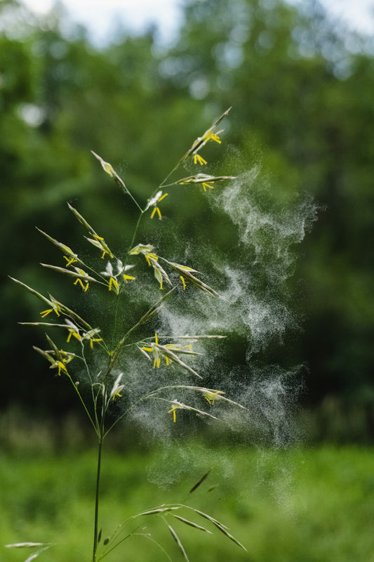 High Histamine foods